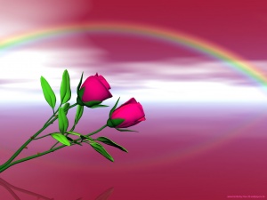 [rainbow-roses-pink.jpg]