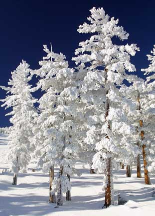[Snow-Clad-Trees-thumb.jpg]