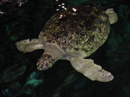 [p96433-Boston-Giant_Sea_Turtle.jpg]
