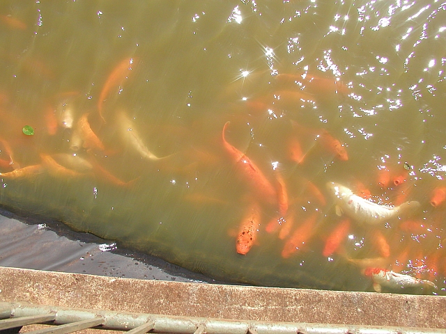 fish we watched at the shrimp farm - we ate yummi shrimp there
