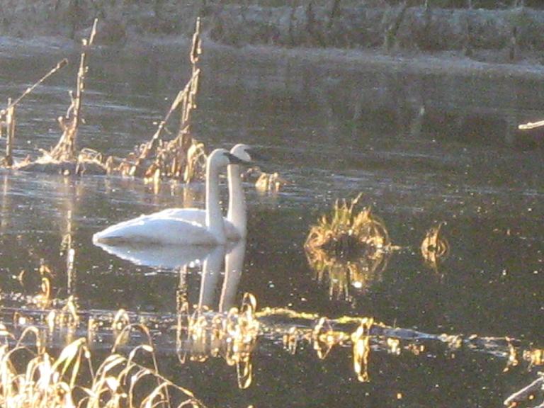 [swans+on+the+marsh2.JPG]