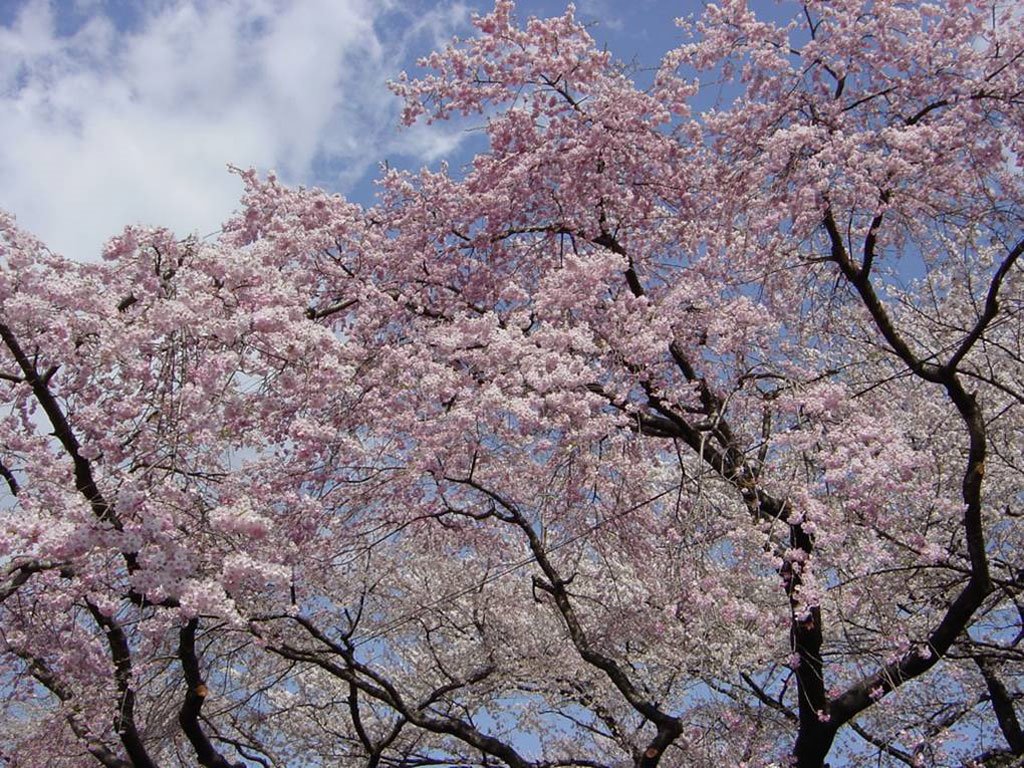 [Japanese-spring.jpg]