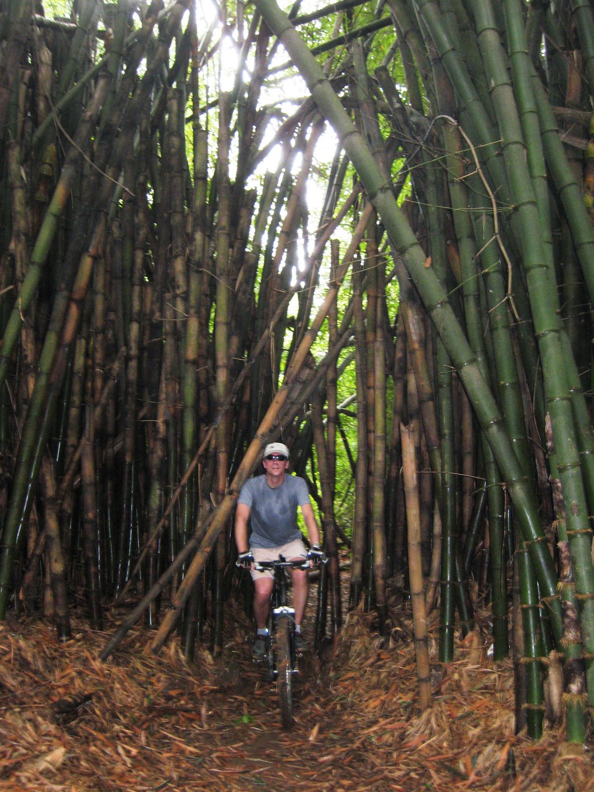 [IMG_2607_IITA_bob_biking_bamboo.JPG]