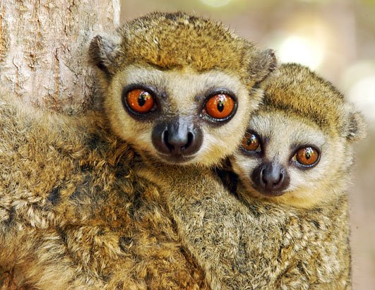 [Lemurs.jpg]