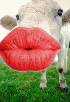 [Cow+Kiss.gif]