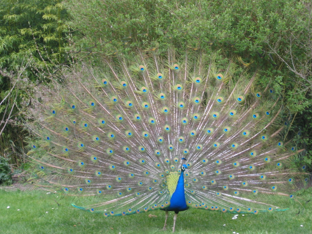[IMG_7737+peacock.JPG]