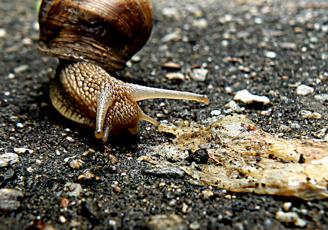 snail in the city part 2
