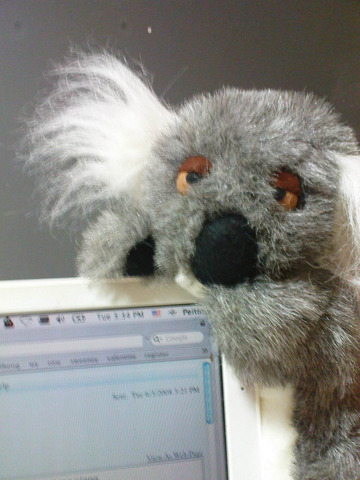 [evil+koala+on+work.JPG]