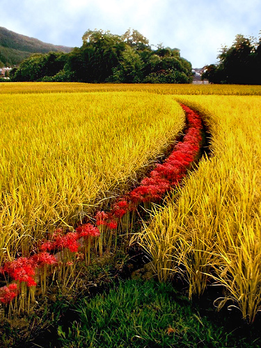 [rice+field.jpg]