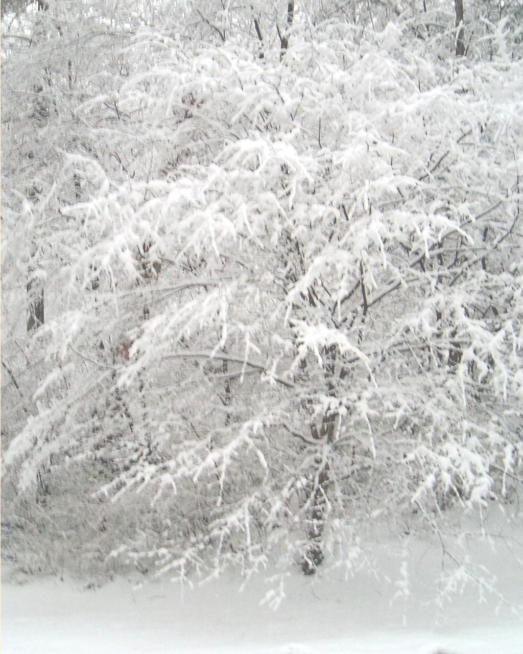 [snow+fav+tree.jpg]