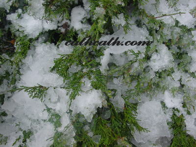 [snow+in+the+bush+3.jpg]