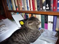 [cat-book+1.jpg]
