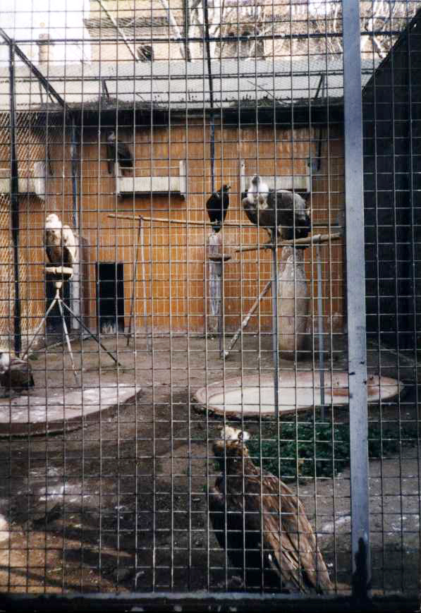[Photo+de+la+cage+des+vautours+de+Barcelone.+RR.fÃ©v.1999.jpg]