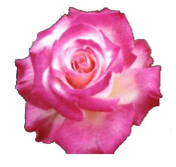 [rose+pink.gif]