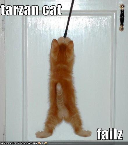 [funny-pictures-tarzan-cat.jpg]
