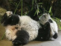 [panda+baby.jpg]