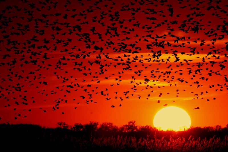 [Blackbird-sunset-03.jpg]