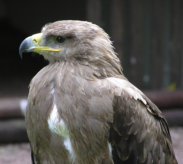 [Tawny.eagle.closeup.arp.600pix.jpg]