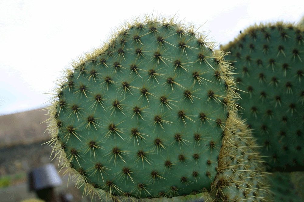 [cactus_2.gif]