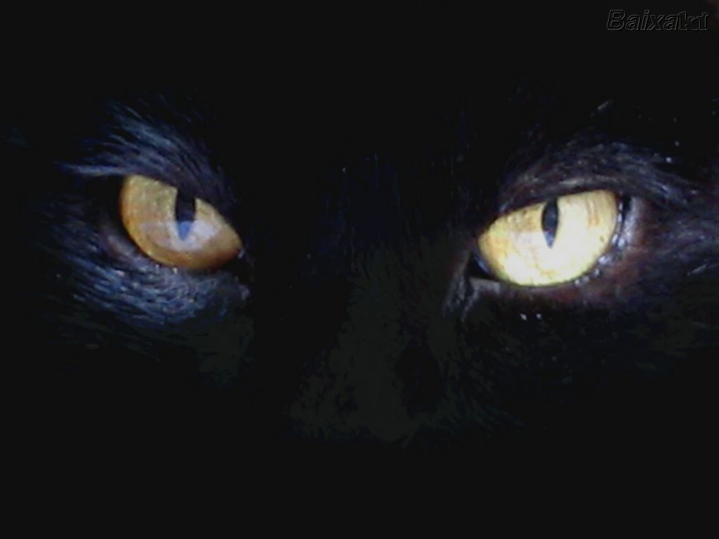 [olhos de gato.jpg]