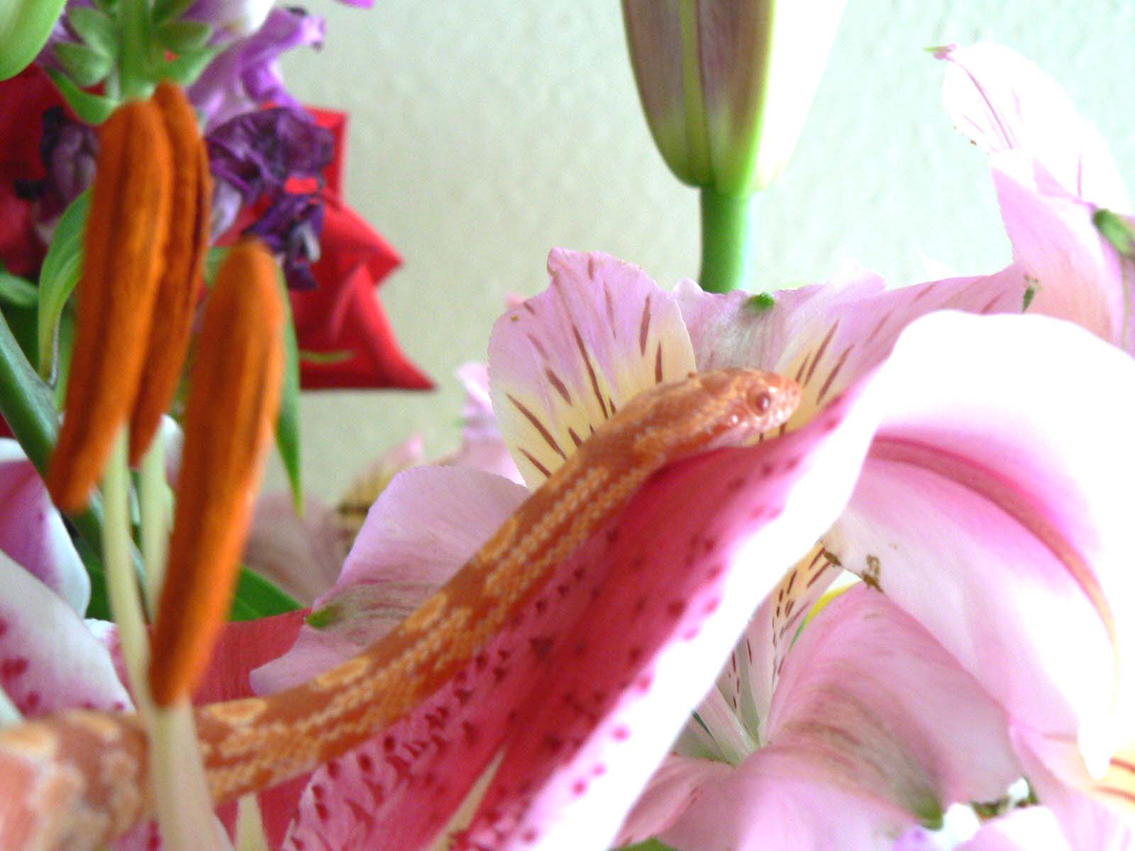[scarlett+pink+flower.jpg]