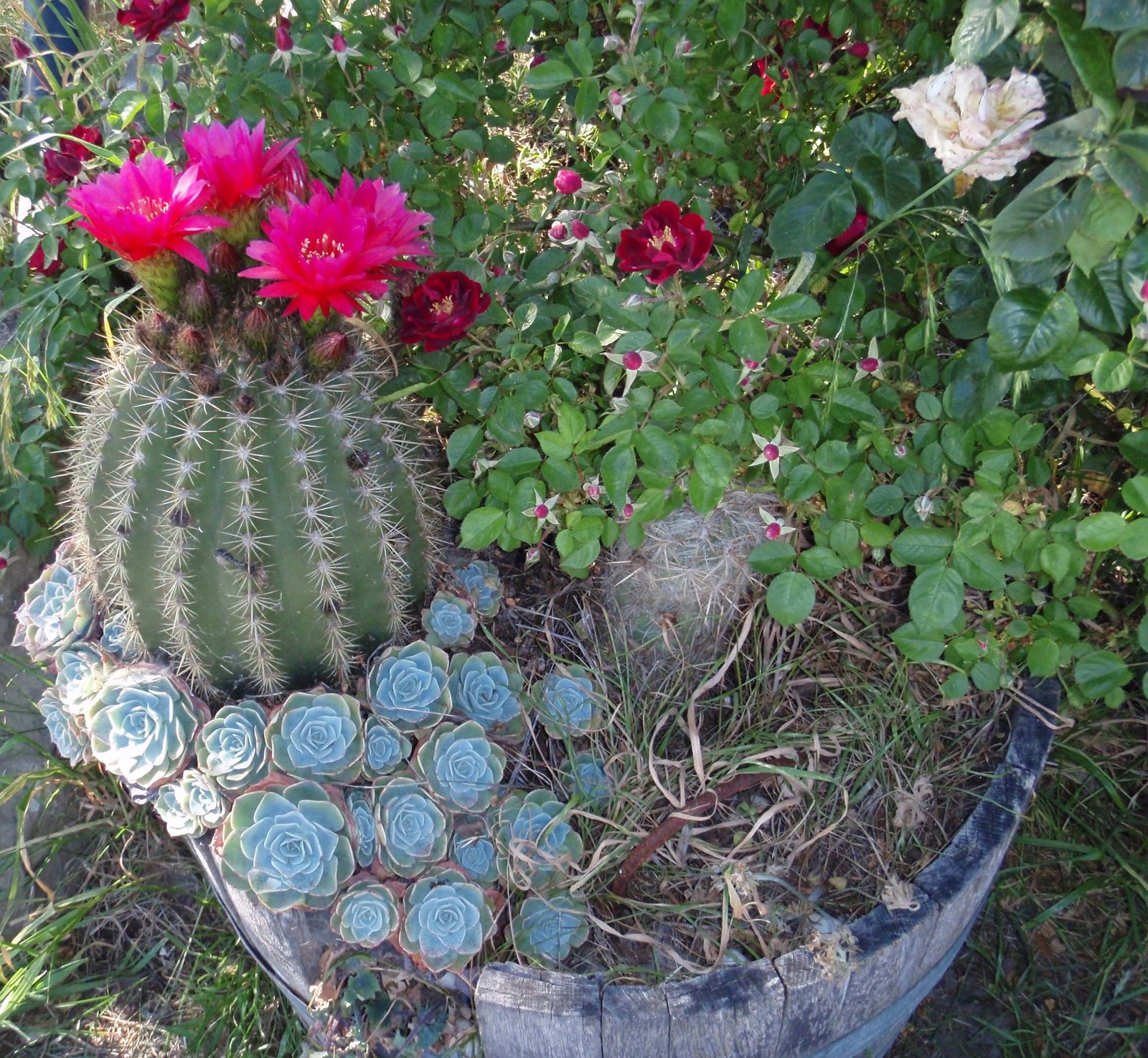[june+16+flowers+and+cactus.jpg]