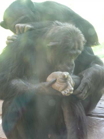 [july+16+chimpanzee+friends.jpg]