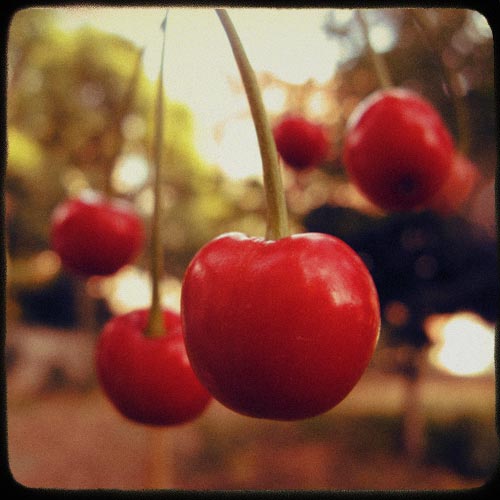 [cherries4.jpg]