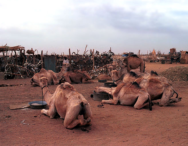 [Sudan+camels.jpg]