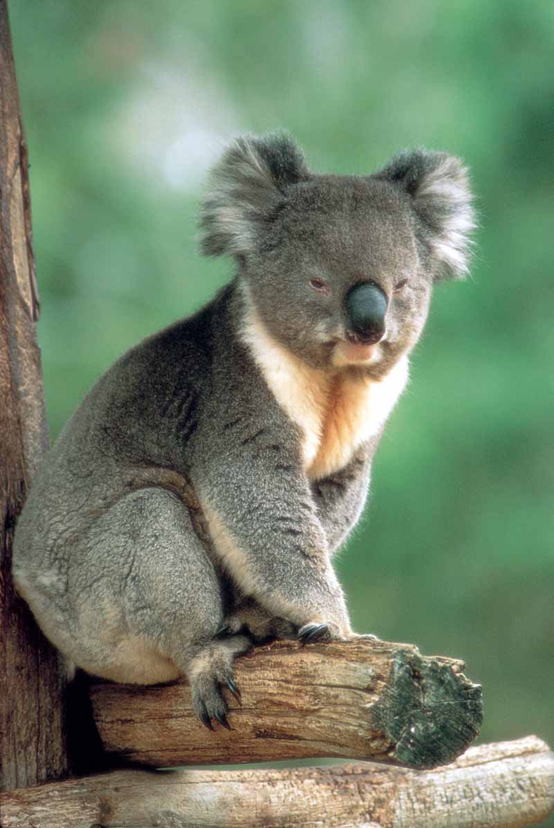 [koala-australia.jpg]