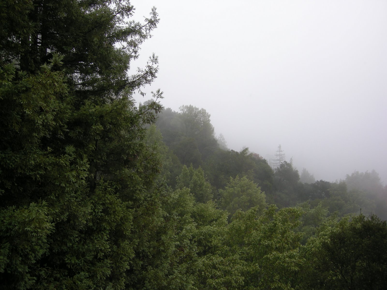 [foggy+morning.jpg]