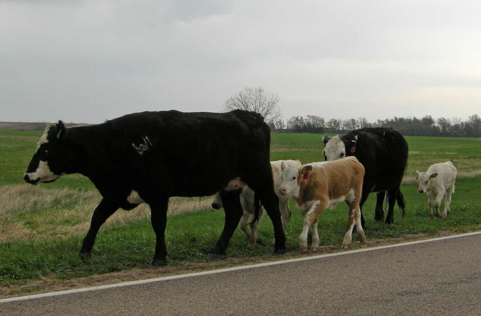 [NE+cows+on+road.jpg]