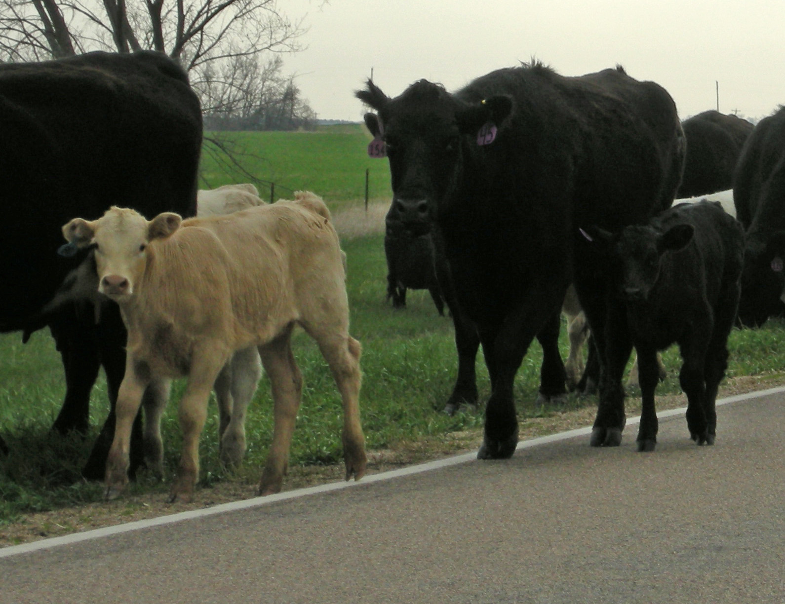 [NE+cows+on+road+(2).JPG]