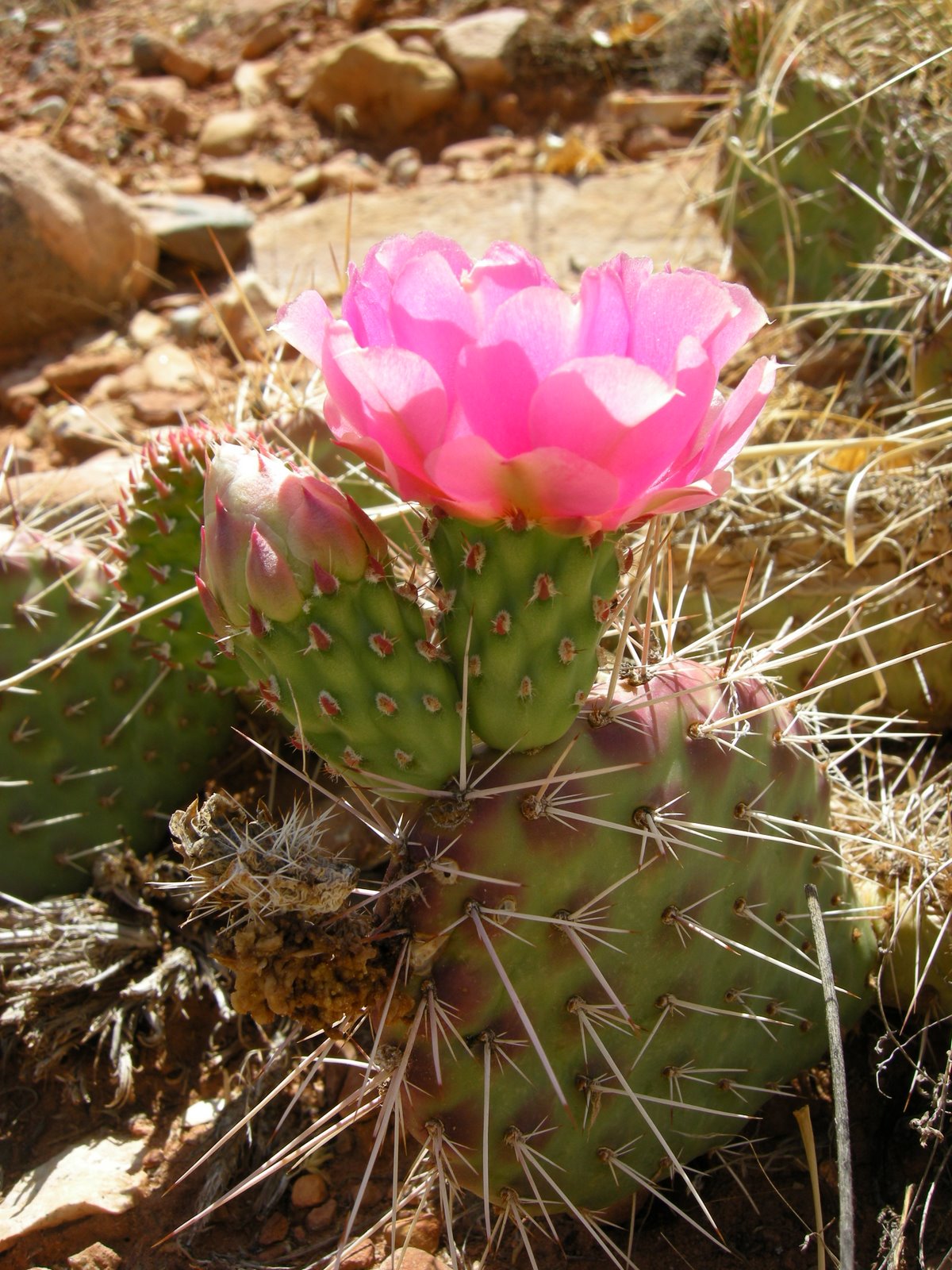 [pink+cactus.jpg]