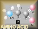 [aminoacid.jpg]