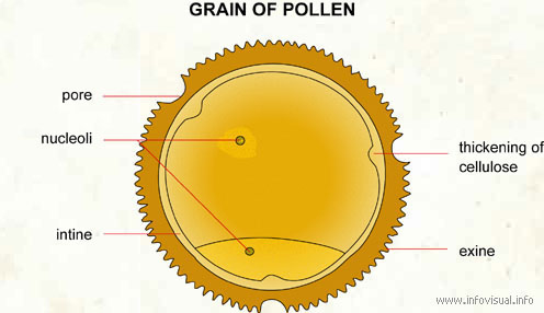 [023 Grain of pollen.jpg]