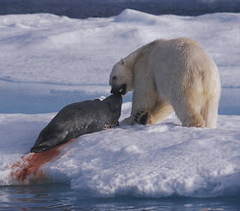 [polar+bear+catching+seal.jpg]
