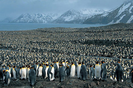 [penguins-breed-small.jpg]