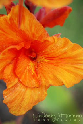 [orange+flower_2.jpg]