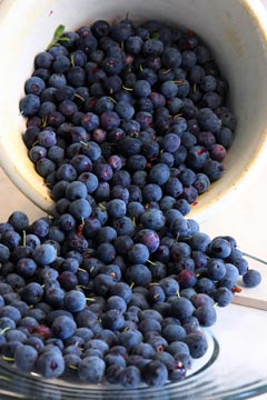 [blueberries-glassbowl.jpg]