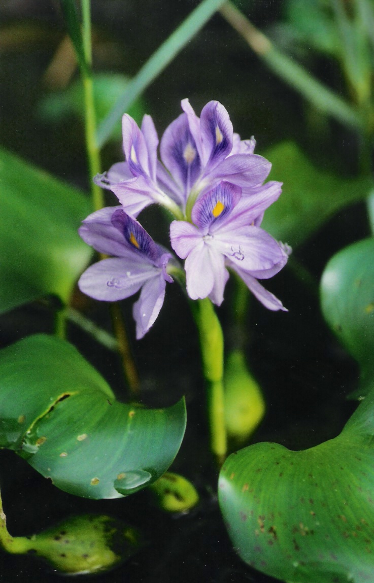 [water_hyacinth.jpg]
