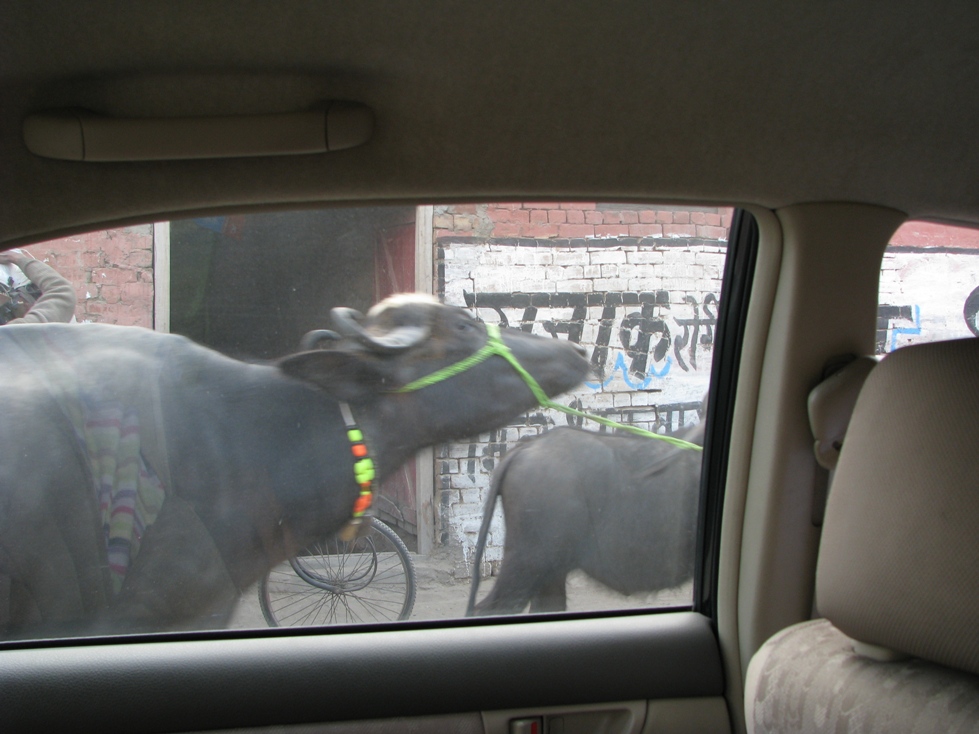[cows+in+road+1.jpg]