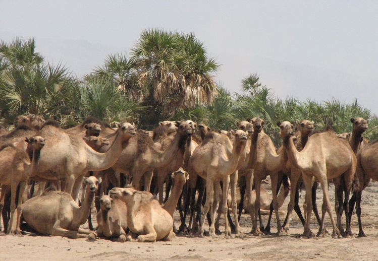 [Camels+Galore.jpg]