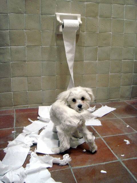[Puppy%20White%20with%20Toilet%20Paper.jpg]