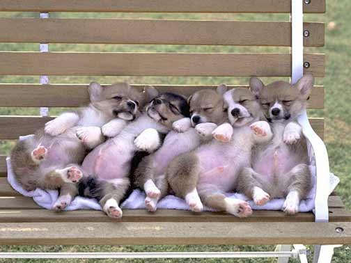 [Puppies+on+a+bench.jpg]