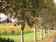 Autumn vineyard 2