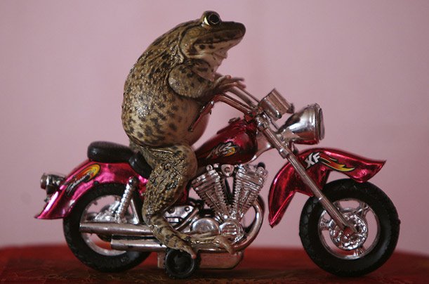 [frog+on+bike.bmp]