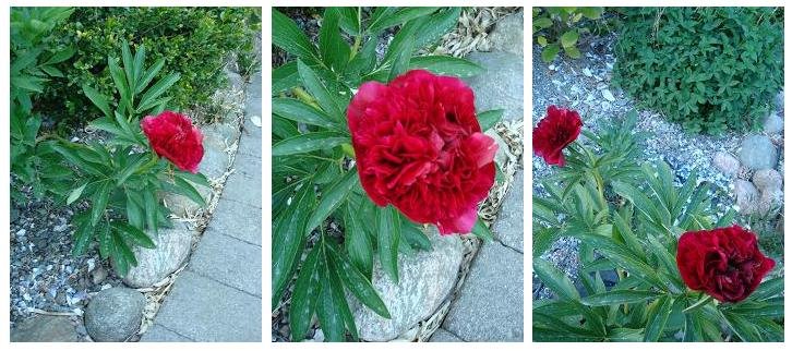 [Collage+blommande+röd+pion-liten.jpg]