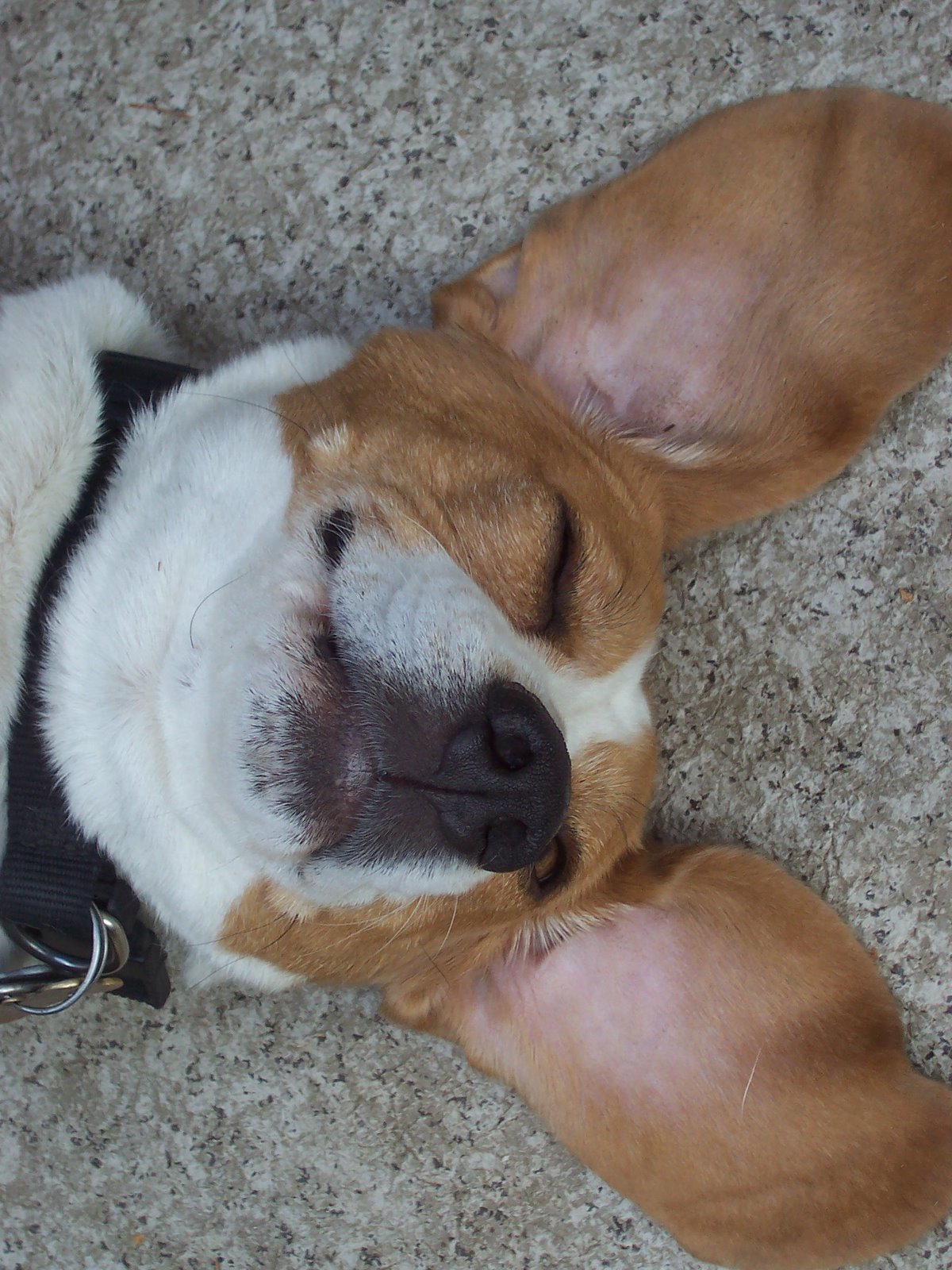 [Miles+cute+beagle.jpg]