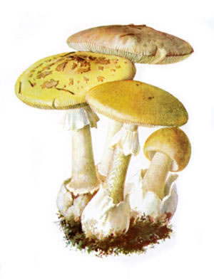 [edible-mushrooms.jpg]